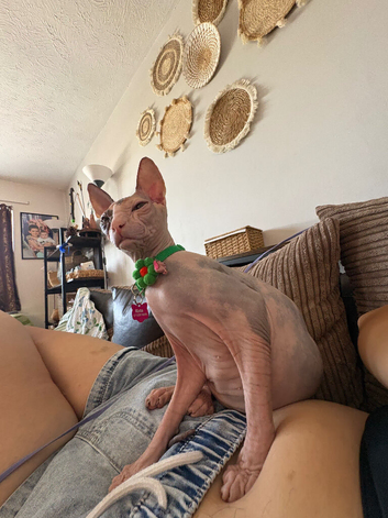 TICA