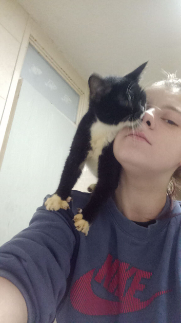 IM BEAR 5 MONTH OLD BENGAL ragdoll Cross urgent home needed