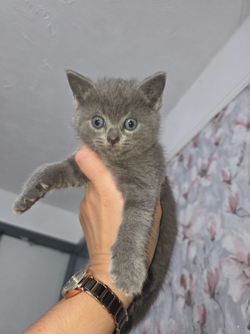 Kittens