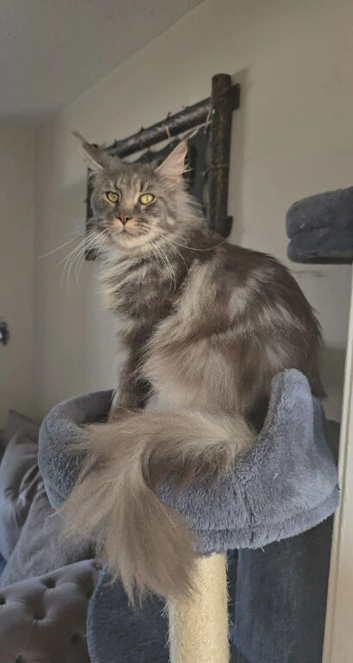 Polydactyl Mainecoon