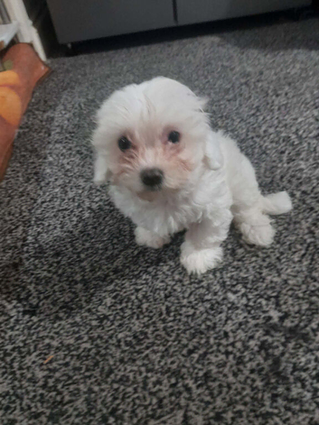 Bichon