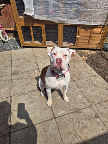 8 month old looking for a new home