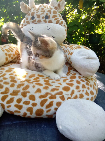 Beautiful female kitten