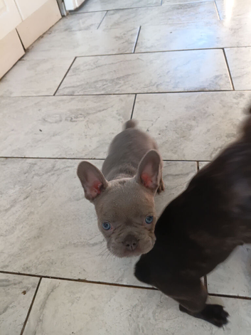 5 Boy frenchies pups