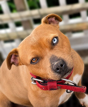 Blue Fawn Merle carrying Tan Staffordshire Bull Terrier for Stud