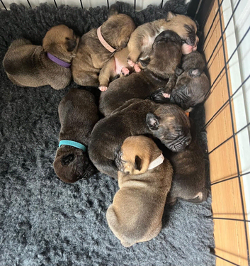 French bulldog x Bullpei puppies