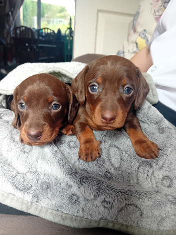 KC Registered Miniature Dachshund Puppies for sale