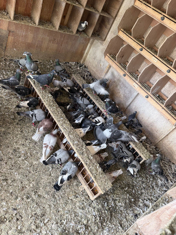 Pigeons