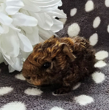 Texel x Lunkarya boar