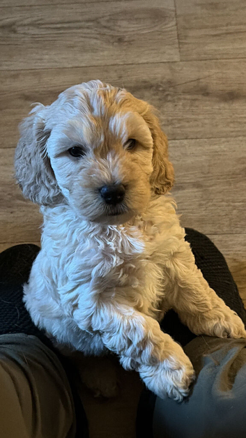 Beautiful f1 cockapoo puppies