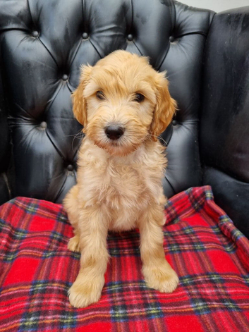 READY NOW Beautiful F2B Teddy Bear Goldendoodle Puppies