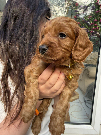 Adorable Cavapoo Puppies For Sale