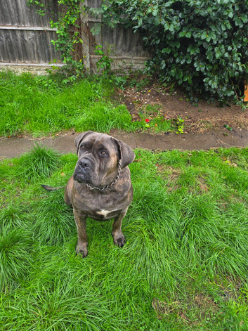 Presa Canario