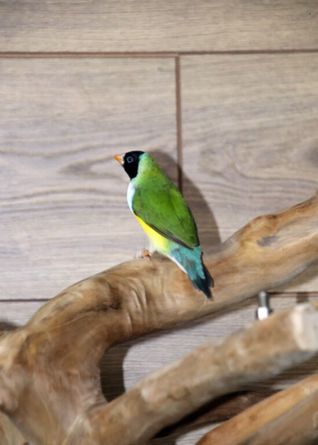 Gouldian Finches  male female,8