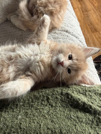 Show quality Maine Coon kittens