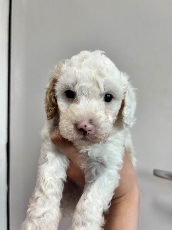 Beautiful Cavapoo pups