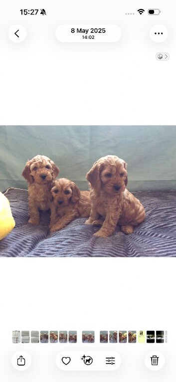 Cockapoo puppies