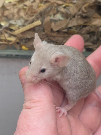 Curly and fancy mice available