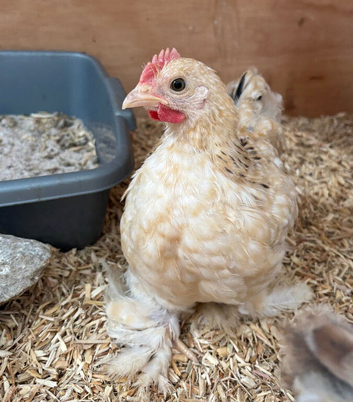 Free - 3 Male Pekin Bantam Roosters