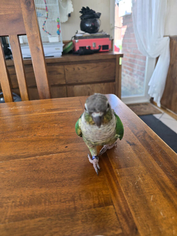 Male 3 year old conure