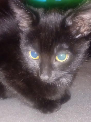 Beautiful Black Boy Kitten