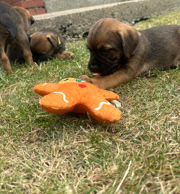 Stunning border terrier Puppies