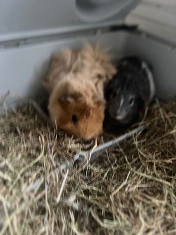Guinne pigs x2