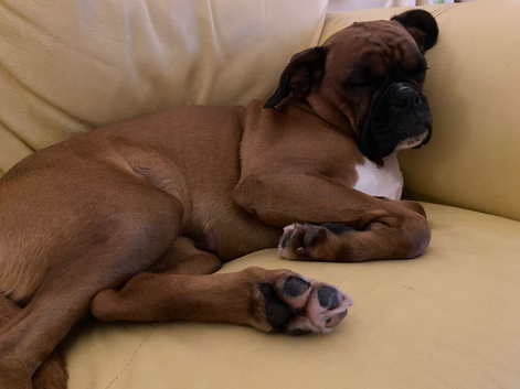 5 year old female boxer