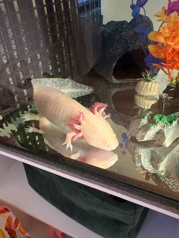 Wild and albino axolotl