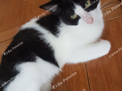 Sweet 4-month-old little girl looking for her forever family.