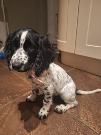 COCKER SPANIEL PUPPY/BLACK AND WHITE