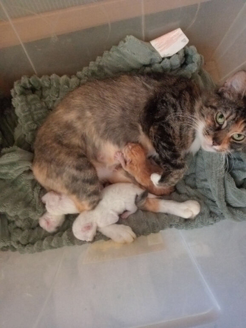 3 beautiful we kittens 2 white ones we ginger one