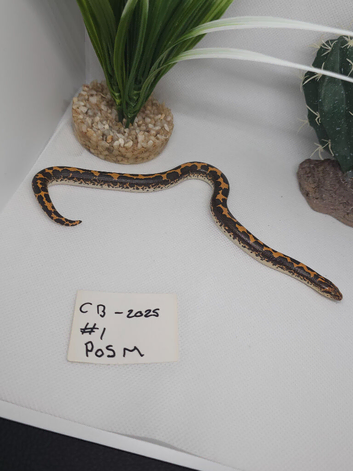 Baby Kenyan sand boas for sale