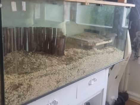 Full gerbil tank set up with 2 6 month old boys