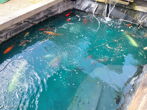 Koi carp and gold fish
