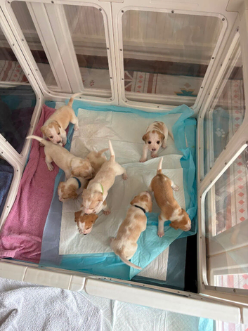 Puppies for sale ready to 4 weeks