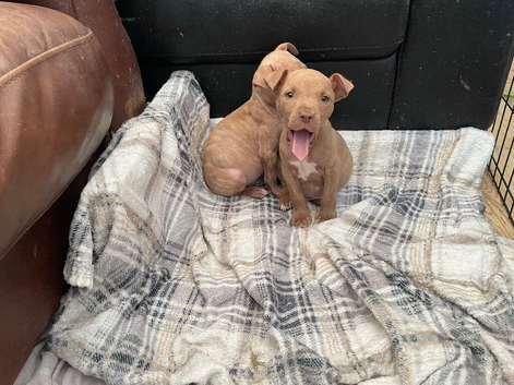Staffordshire bull terrier cross