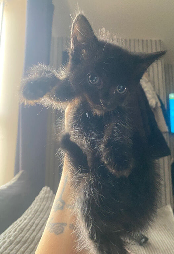 3 black kittens