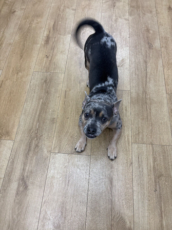 French bulldog x Jack russle