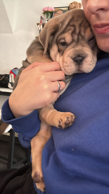 Olde English bulldog cross puppy