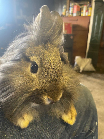 Mini lion head rabbit for sale