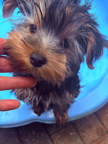 Beautiful Girl Yorkshire terrier pups