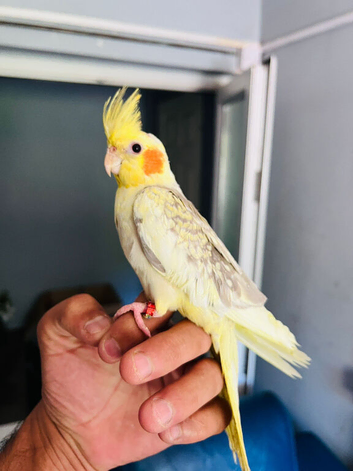 Baby cockatiel for sale