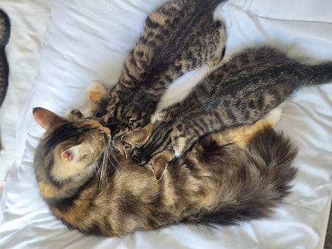 Kittens Ready Now