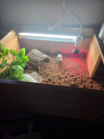 2 year old girl western hermann tortoise and set up
