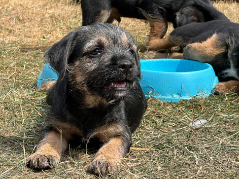 Beautiful Border Terrier Pups