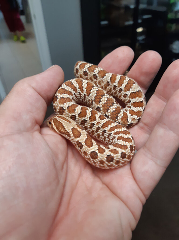 Young hognose female normal het for axanthic.