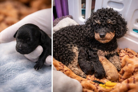 Kc toy poodle