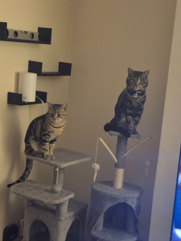 Bengal cross brothers