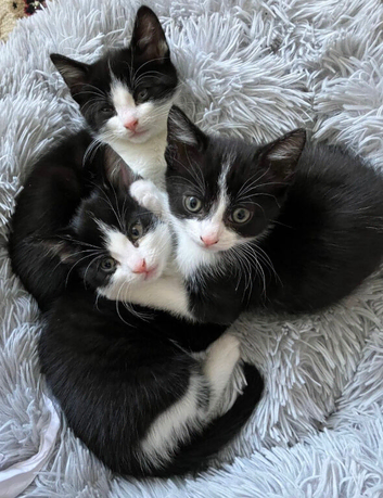 Kittens